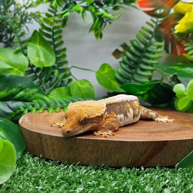 릴리화이트 트라이