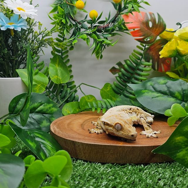 릴리화이트 트라이