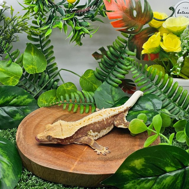 레드 릴리화이트