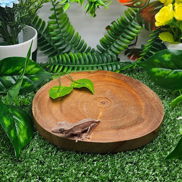 레드 팬텀 릴리화이트