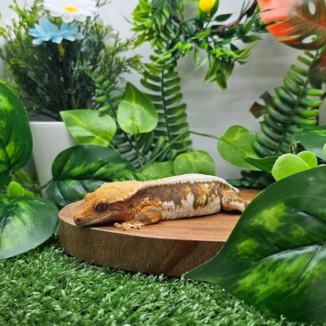 릴리화이트 트라이