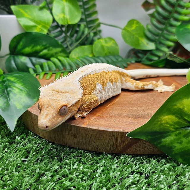 릴리화이트 크림시클