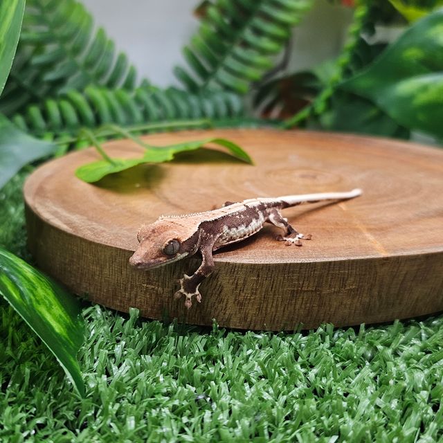 릴리100%헷아잔틱