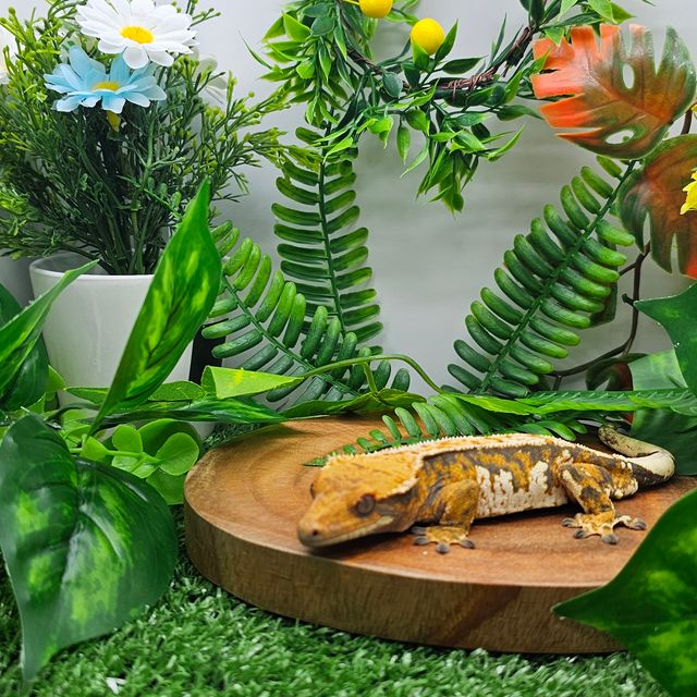 노멀 트라이 익스트림할리퀸