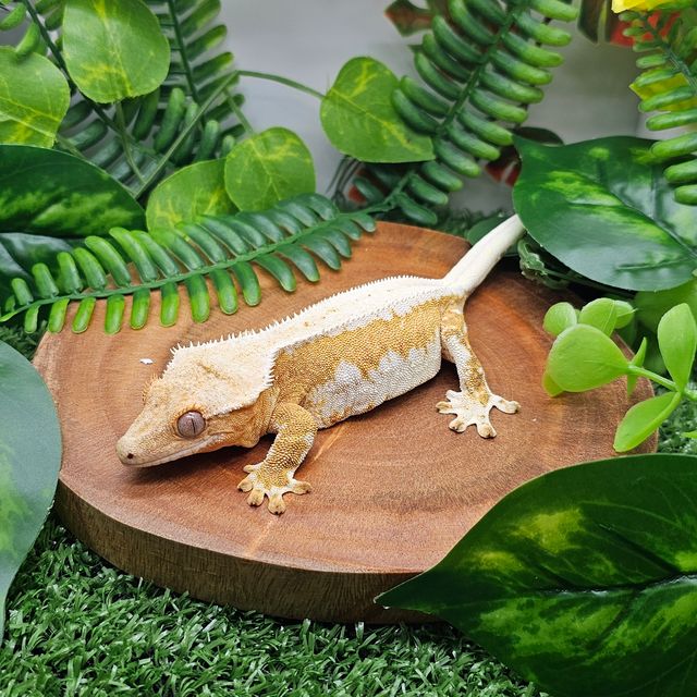 릴리화이트 크림시클