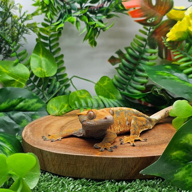 노멀 익스트림할리퀸