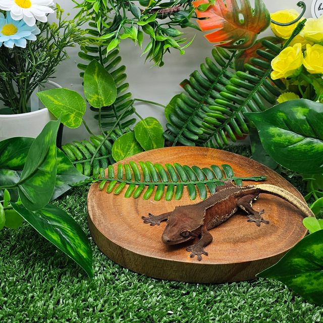 챠콜 레드 바이