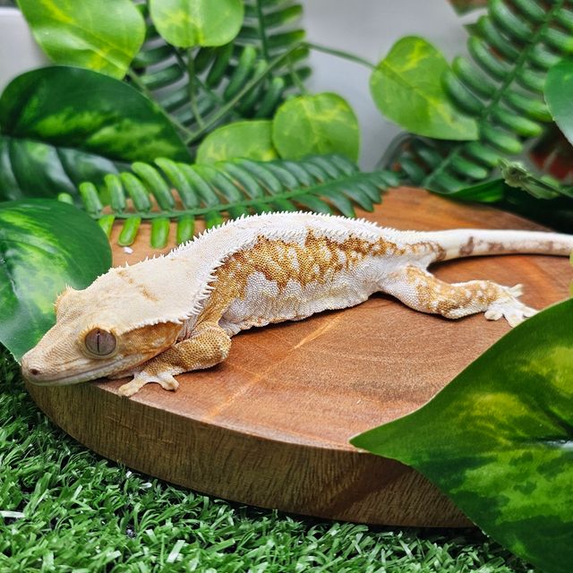 릴리화이트 크림시클