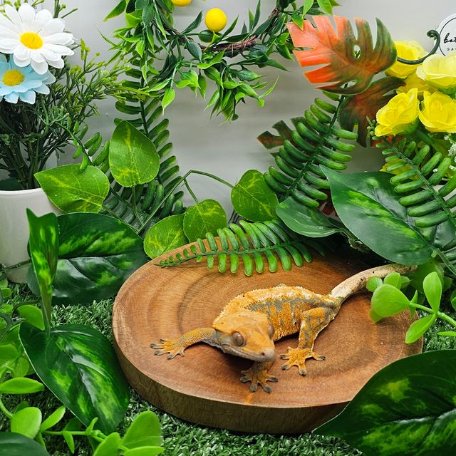 노멀 익스트림할리퀸