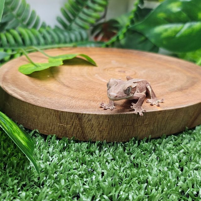 레드 팬텀 릴리화이트