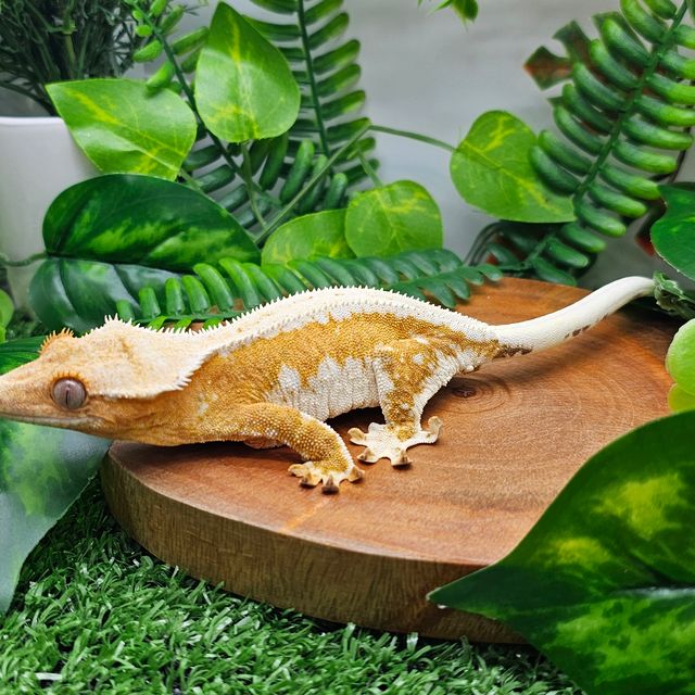 릴리화이트 크림시클