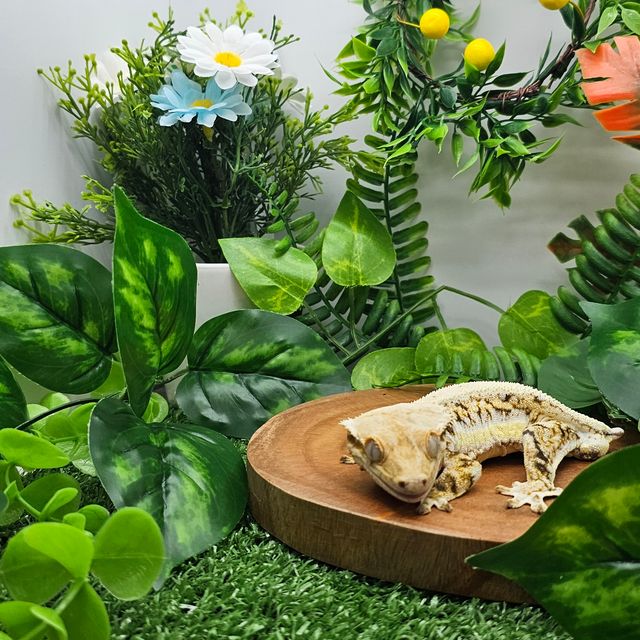 릴리화이트 트라이