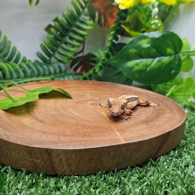 트라이 풀핀 쿼드