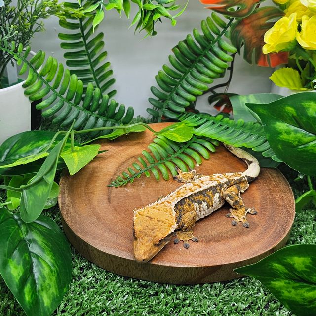 노멀 트라이 익스트림할리퀸