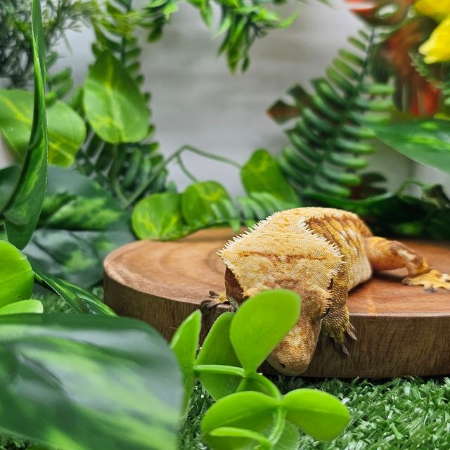 노멀 레드 트라이