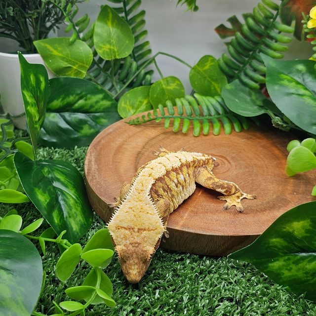 노멀 레드 트라이