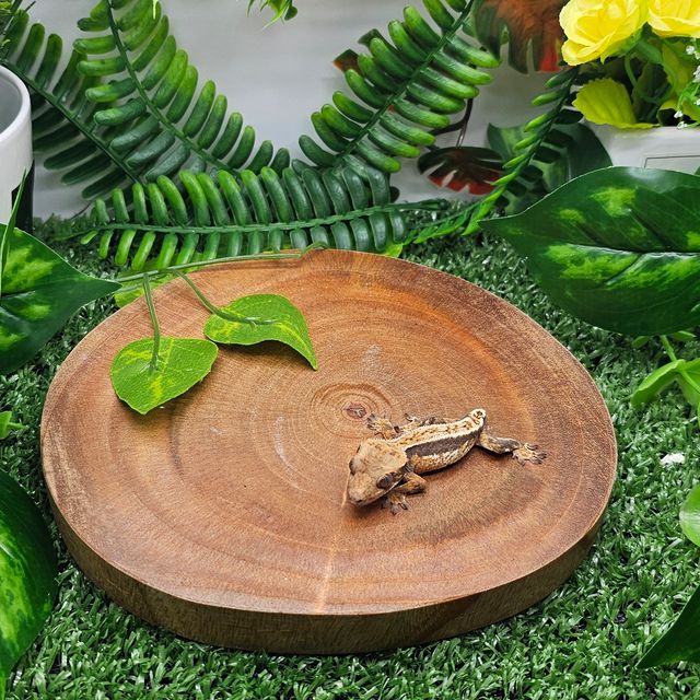 트라이 풀핀 쿼드