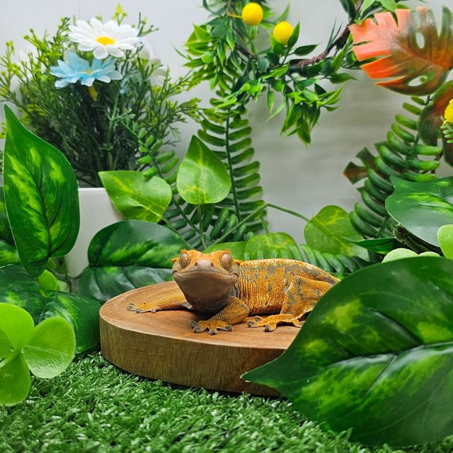 노멀 익스트림할리퀸