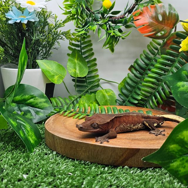 챠콜 레드 바이