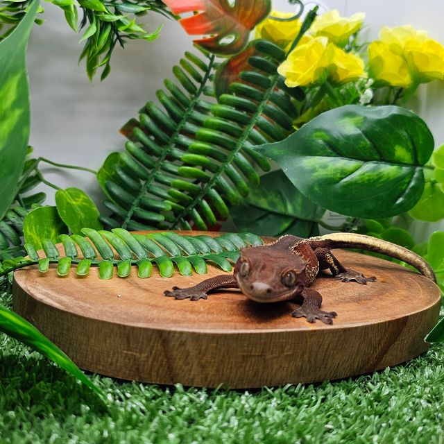 챠콜 레드 바이