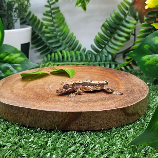 트라이 풀핀 쿼드