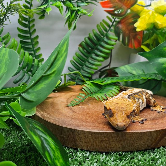 노멀 트라이 익스트림할리퀸