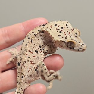 브리딩메인숫