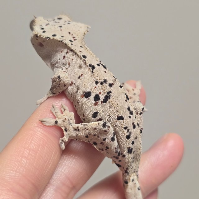 슈퍼달마시안 달마시안