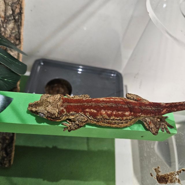 레드 스트라이프