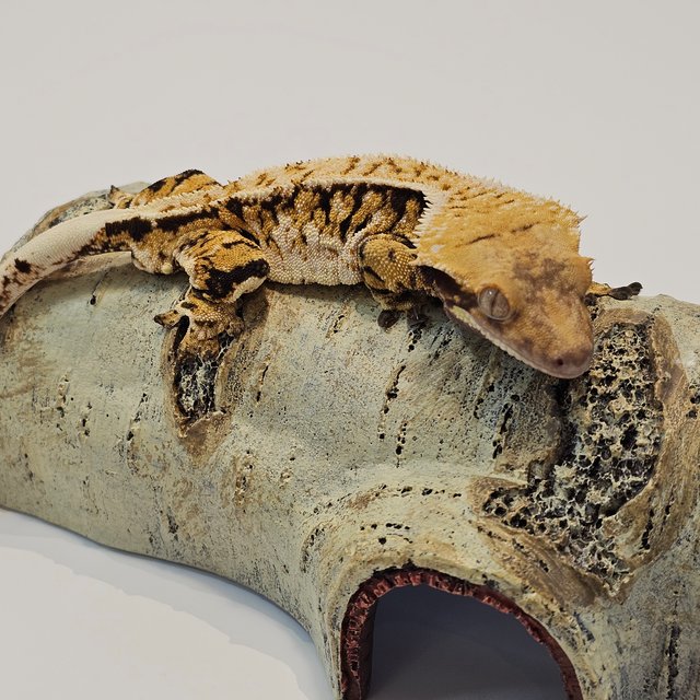 노멀 익스트림할리퀸