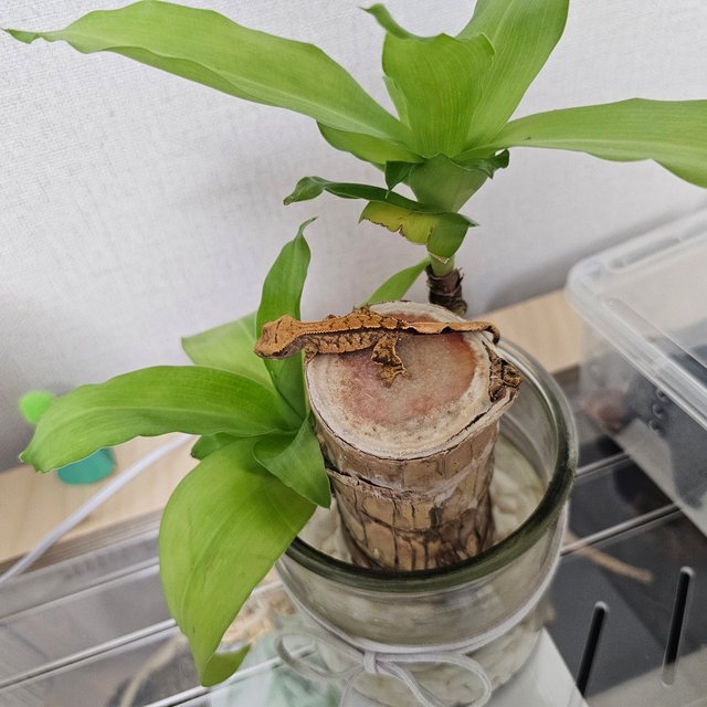 노멀 익스트림할리퀸