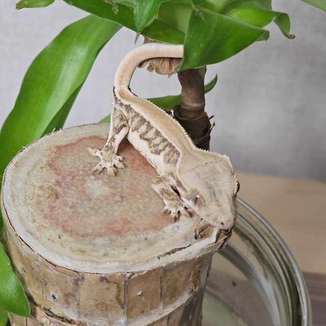 릴리화이트 화이트 화이트핀 솔리드백