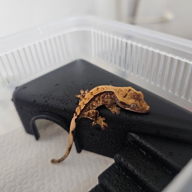 노멀 익스트림할리퀸