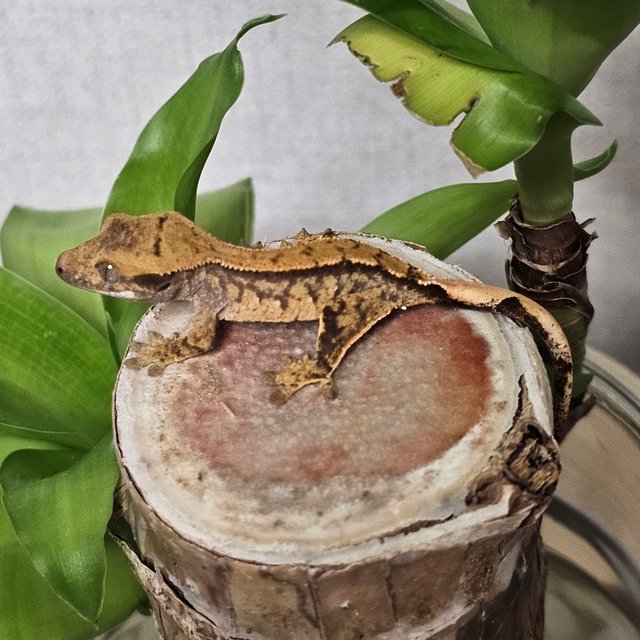 노멀 익스트림할리퀸