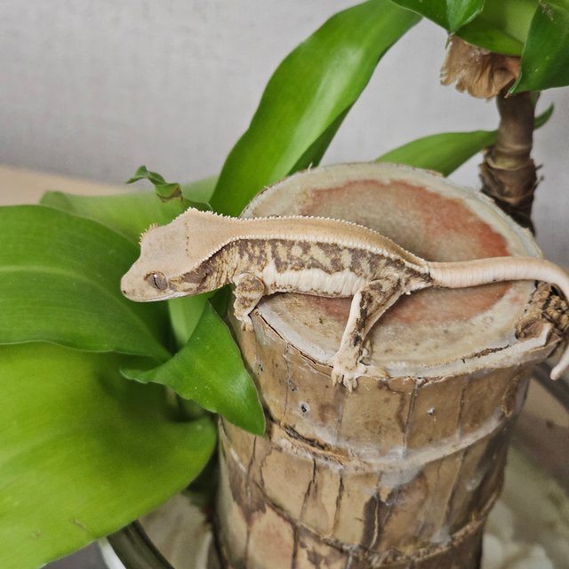 릴리화이트 화이트 화이트핀 솔리드백