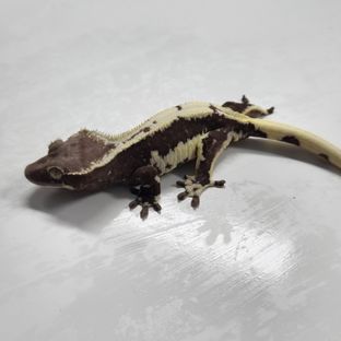 릴잔틱 아잔틱