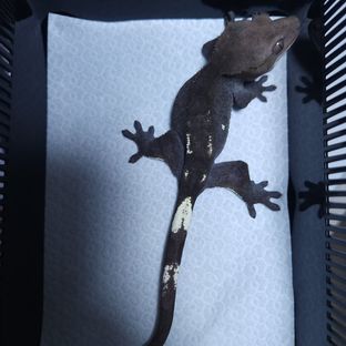 아잔틱 챠콜