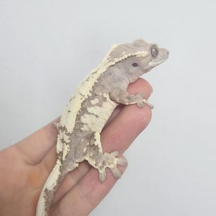 세이블
