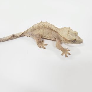 벅스킨 옐로우