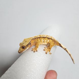 트라이 익스트림할리퀸