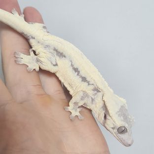 릴리 세이블