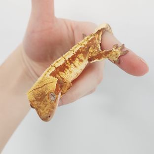 트라이 레드