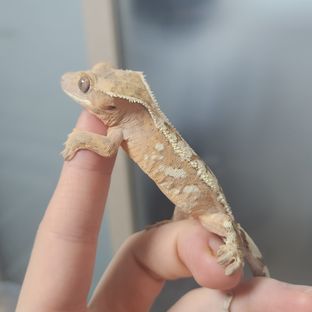 세이블