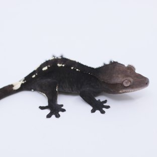 아잔틱