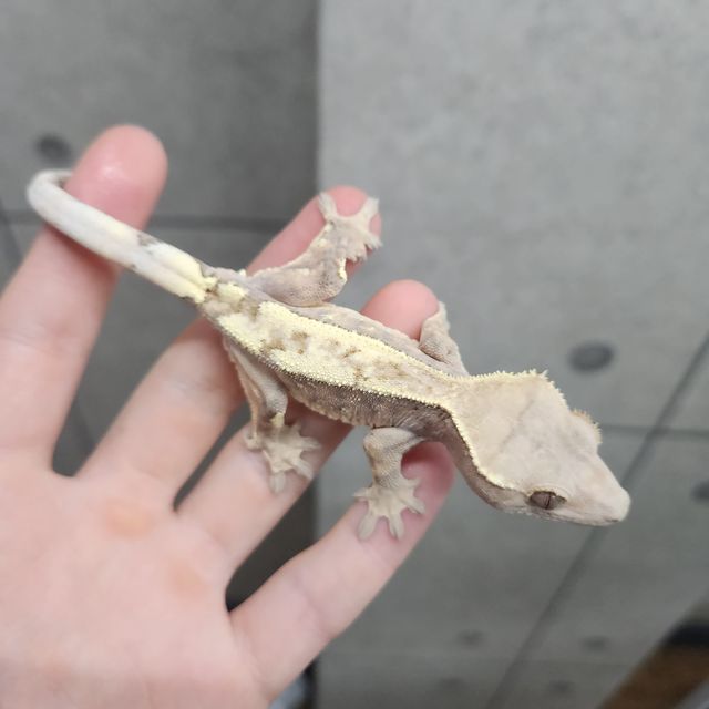 세이블