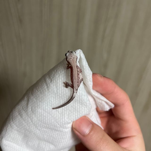 카푸치노 세이블 릴리화이트