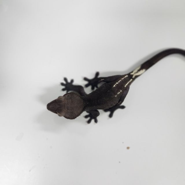 아잔틱 핀스트라이프