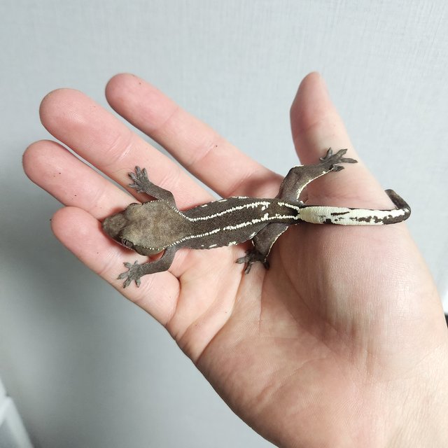 화이트핀 아잔틱