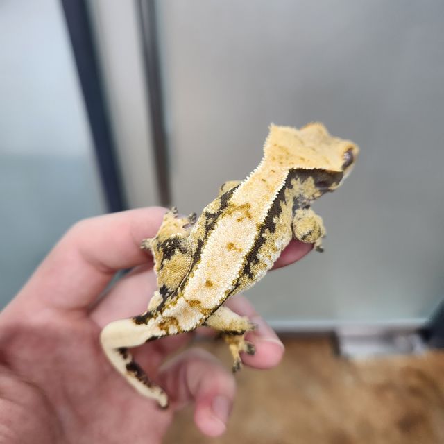 트라이