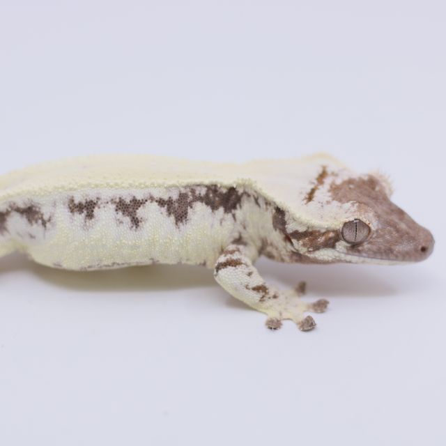 릴리 세이블